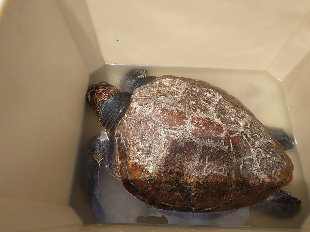 tortue