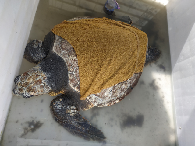 tortue couverte