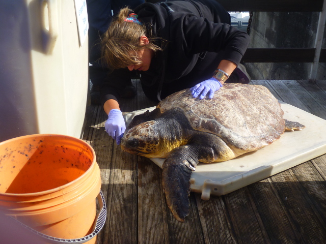 Tortue