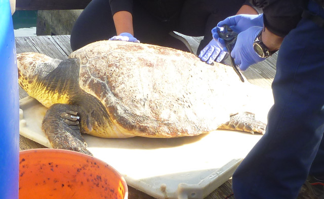 tortue baguée