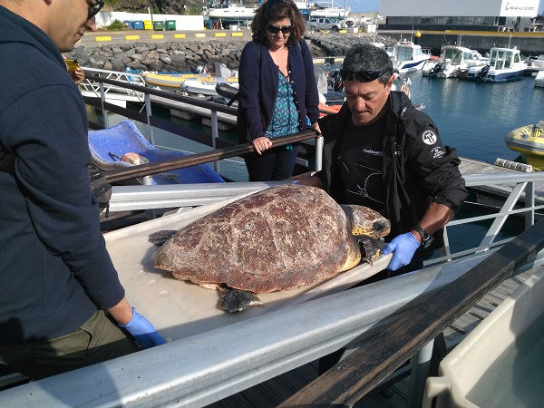 tortue