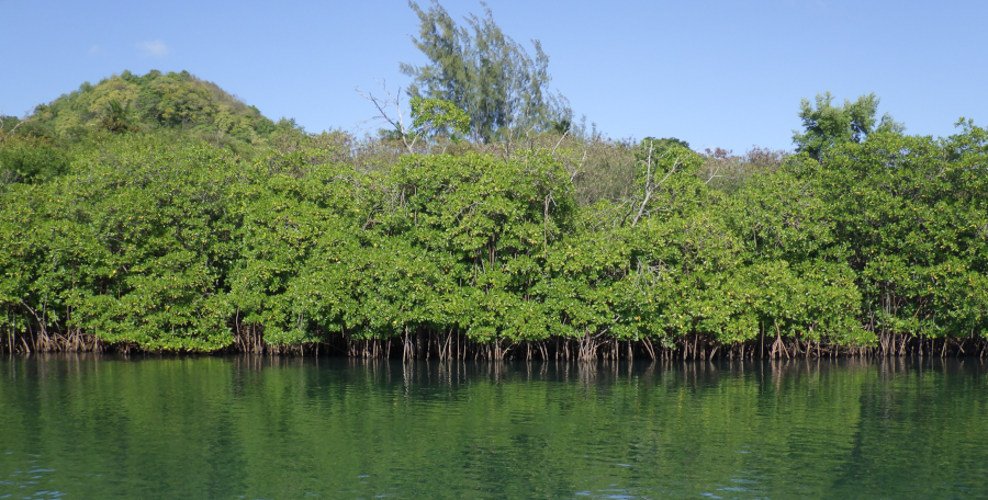 mangrove